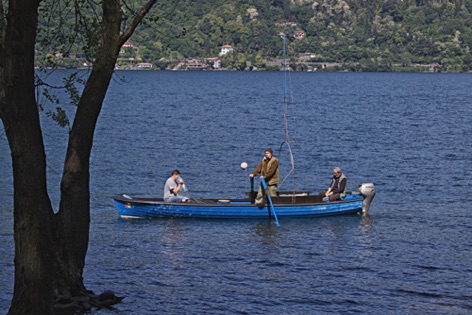 Semina di avannotti Semina di avannotti
